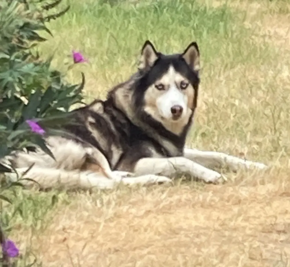 Bild von Akira