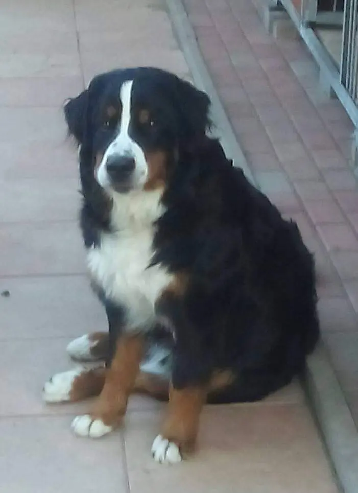 Bild von Enzo