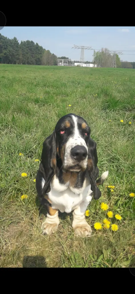 Bild von Rufo