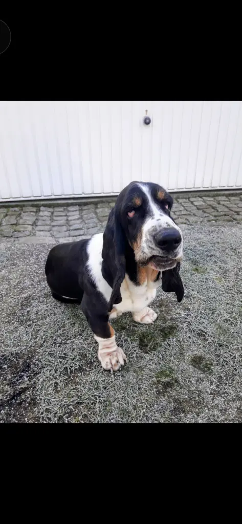 Bild von Rufo