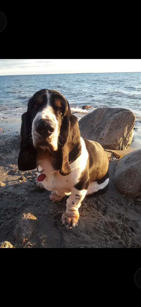 Bild von Rufo