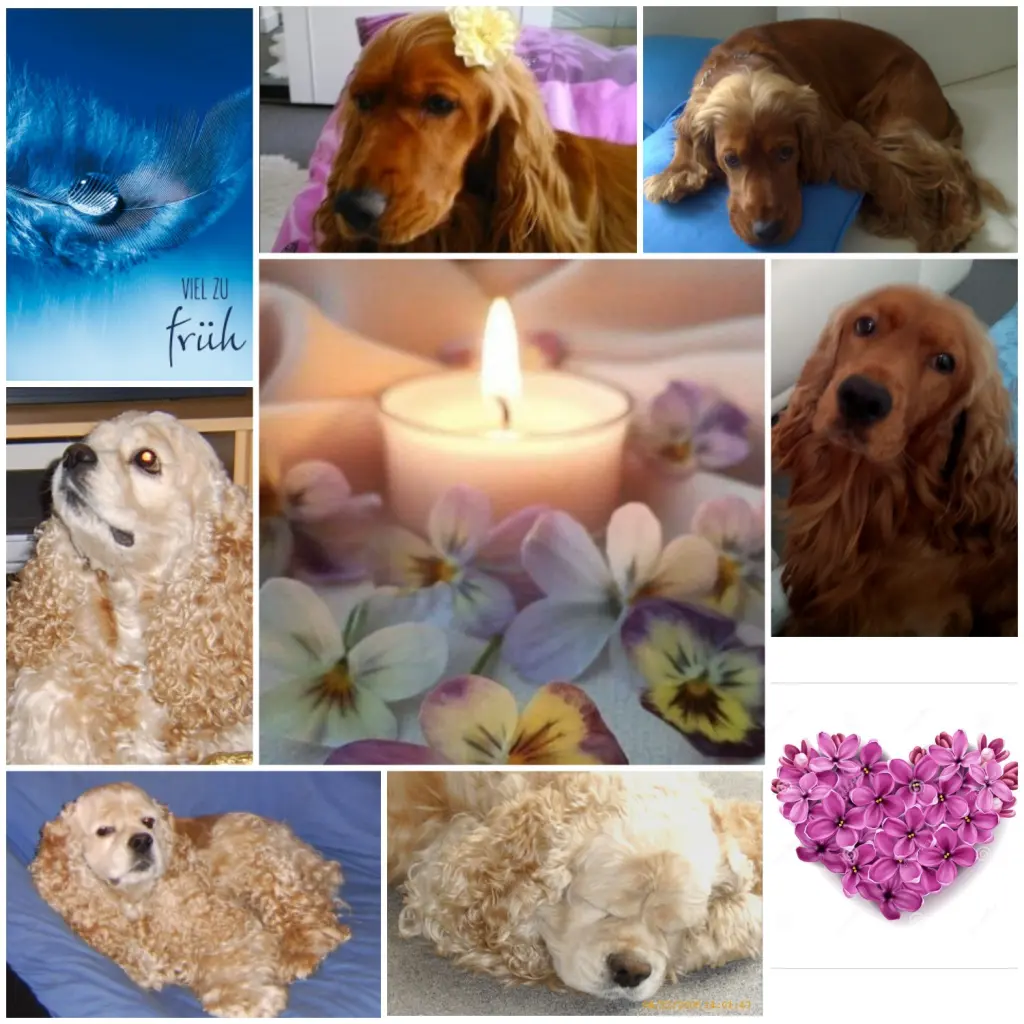 Condolence image of Rosen für Aimee❤️......