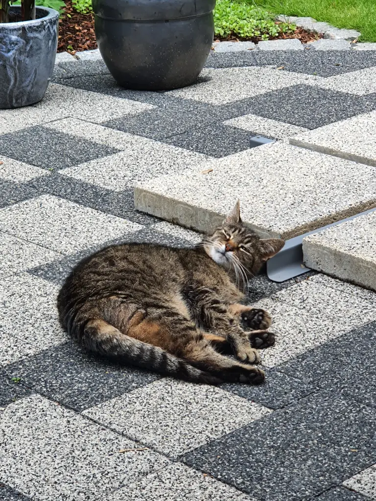 Bild von Tinka-Fee