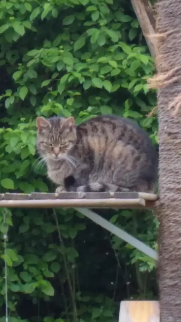 Bild von Tinka-Fee