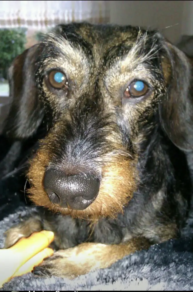 Image from Rosi
