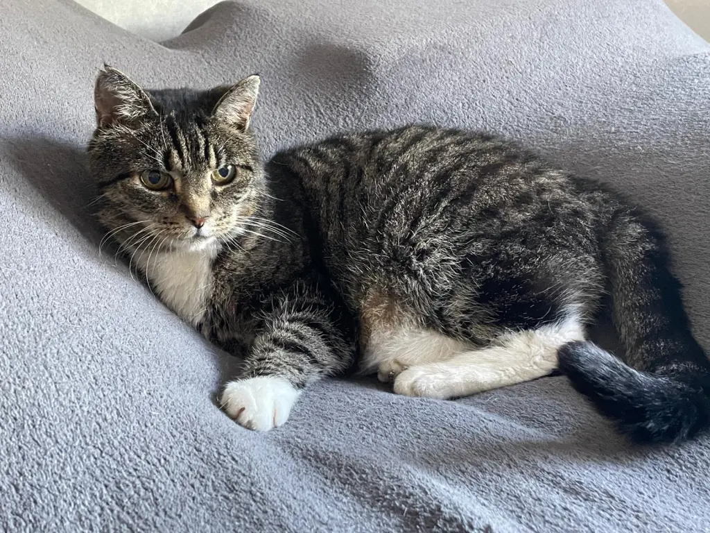 Image from Feline