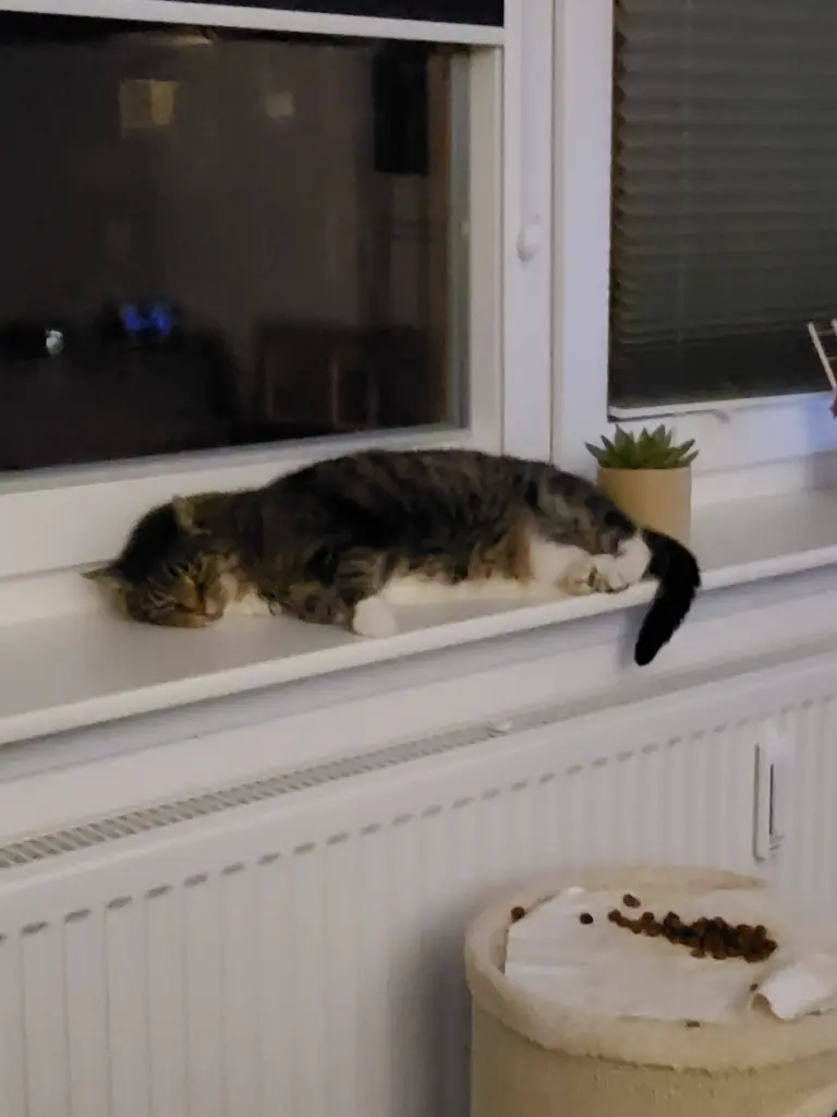 Image from Feline