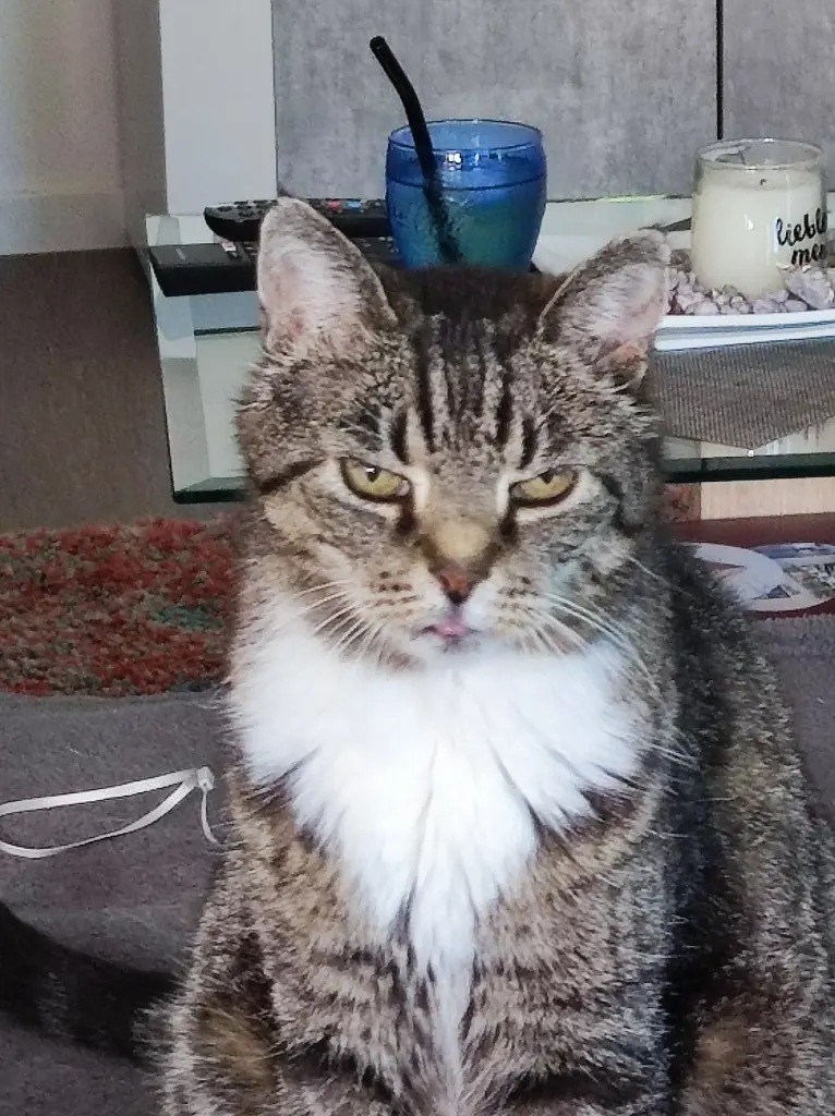 Image from Feline