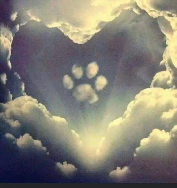 Condolence image of Susanne Dietz