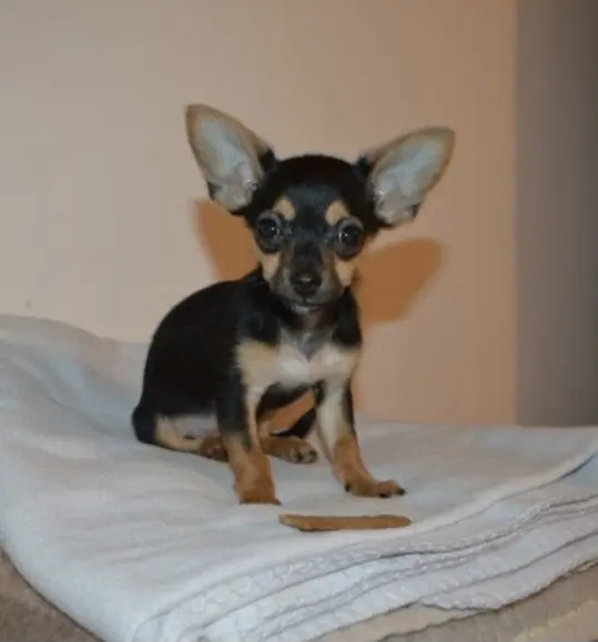 Die Engelsflügel hatte sie schon eie sie noch ein Baby war ❤️