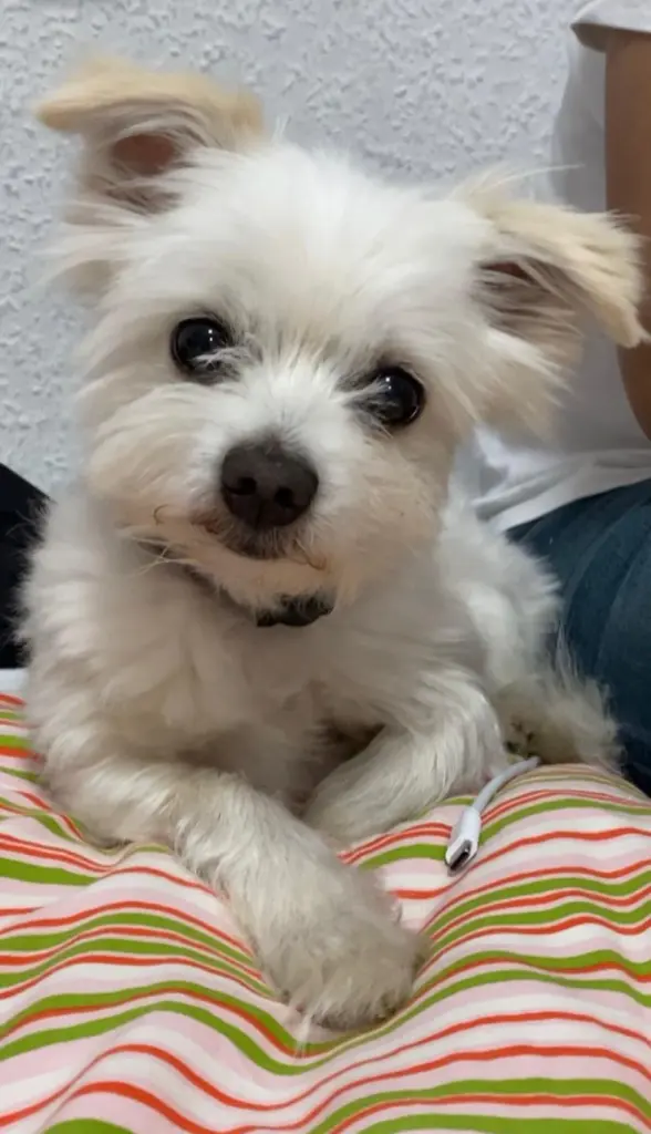 Image from Eiko