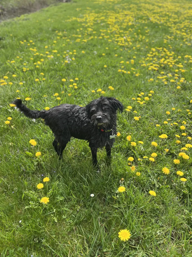 Bild von Bommel