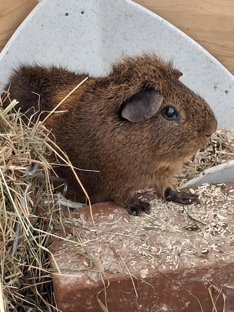 Bild von Schokobär