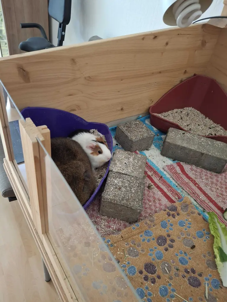 Schokobär und Strolchi von Kuschel