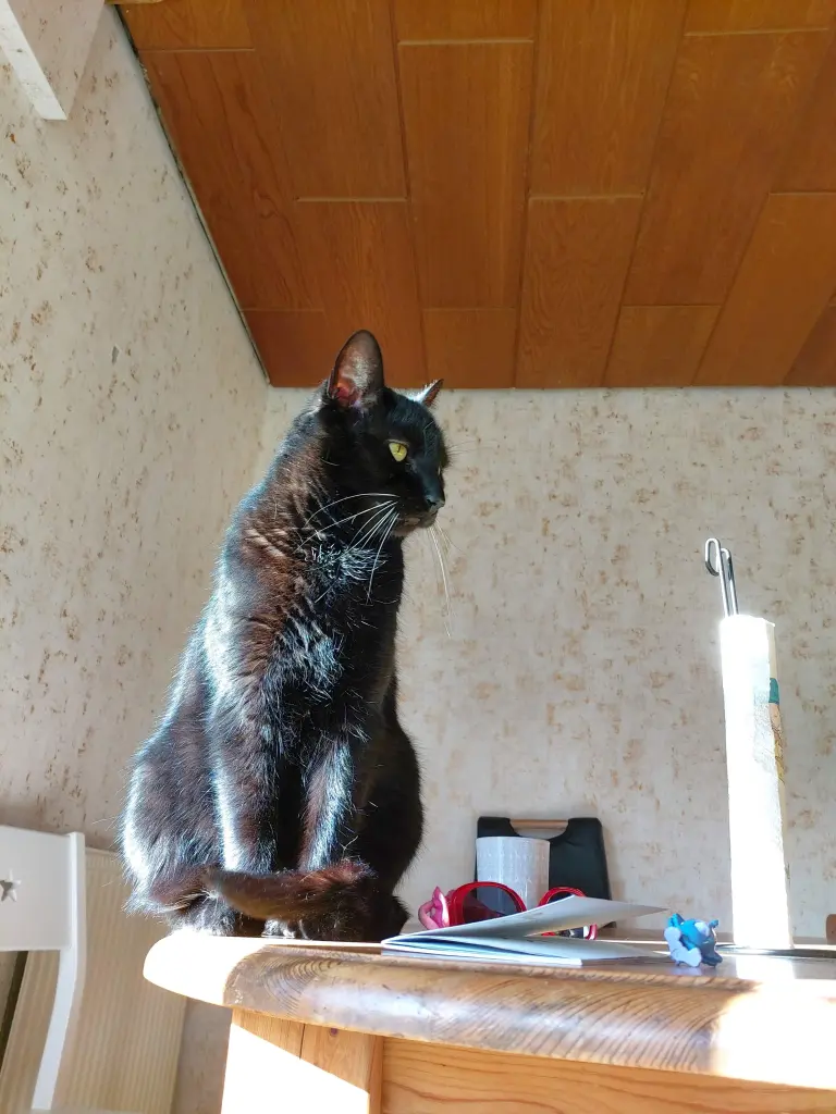 Bild von Elwood