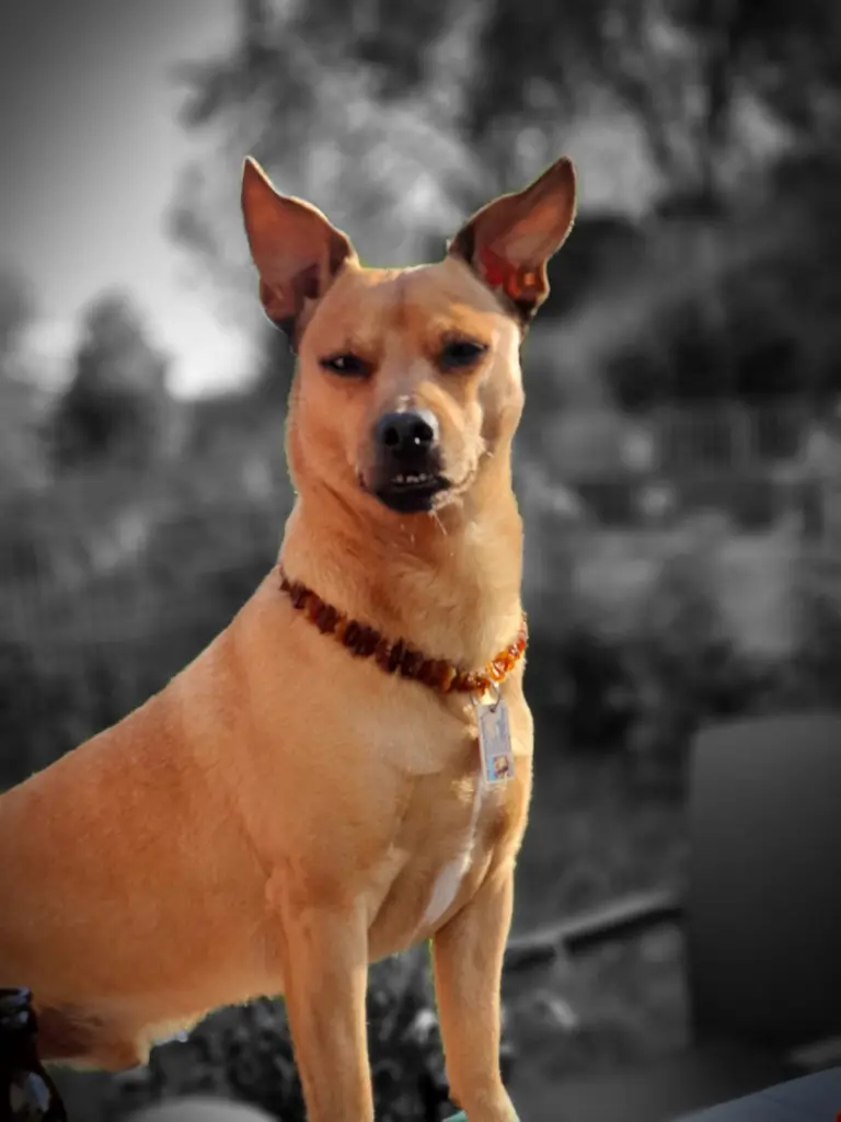 Bild von Pedro