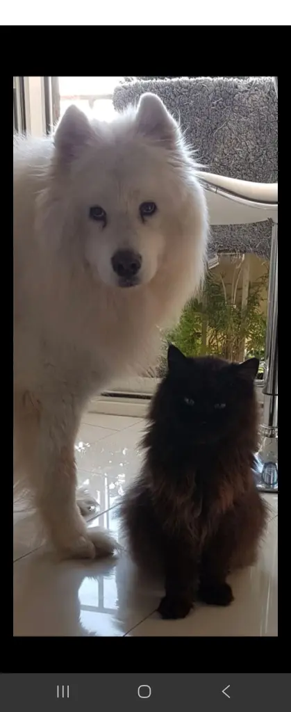 Image from Balou