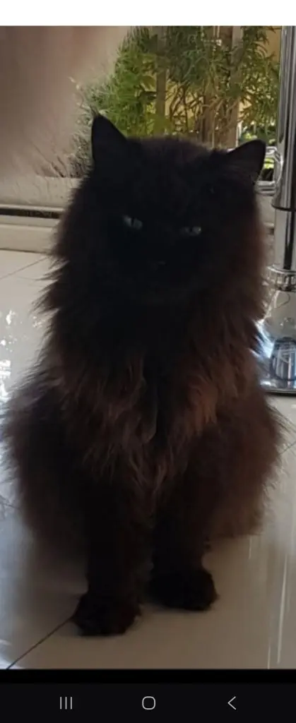 Mein schwarzes Engelchen💝