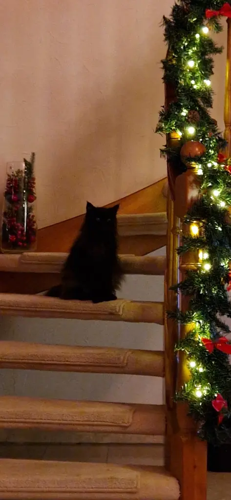 Dein letztes Weihnachten😔