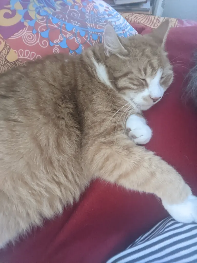 Bild von Freddy