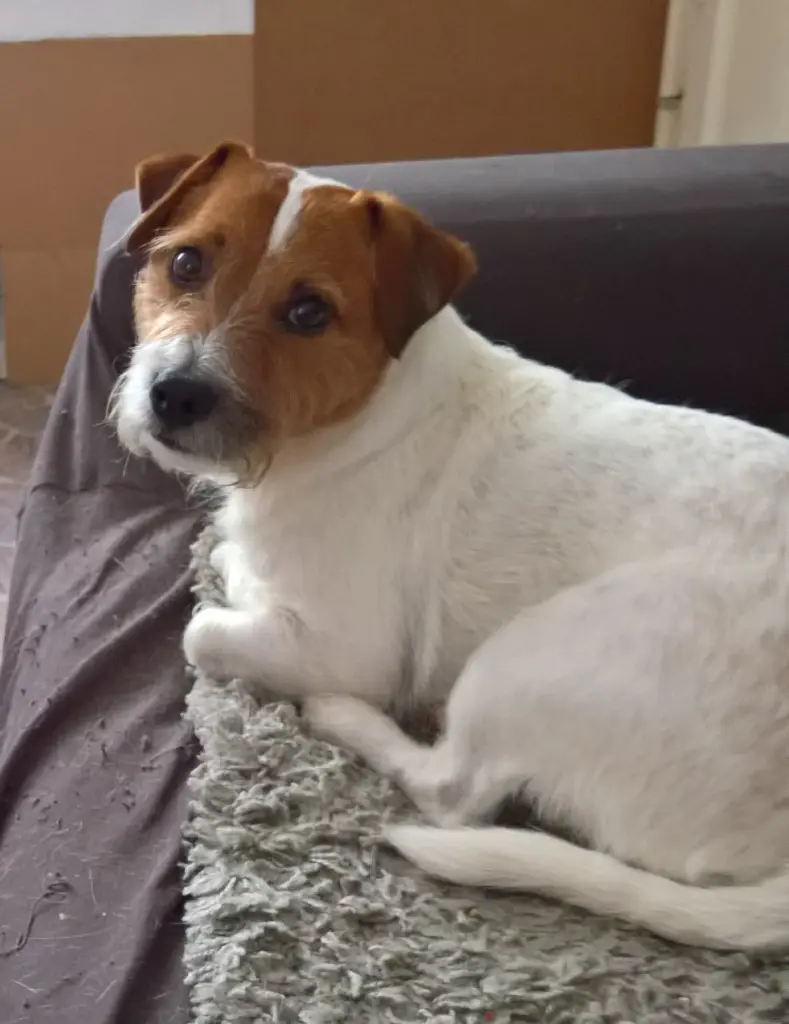 Bild von Jack