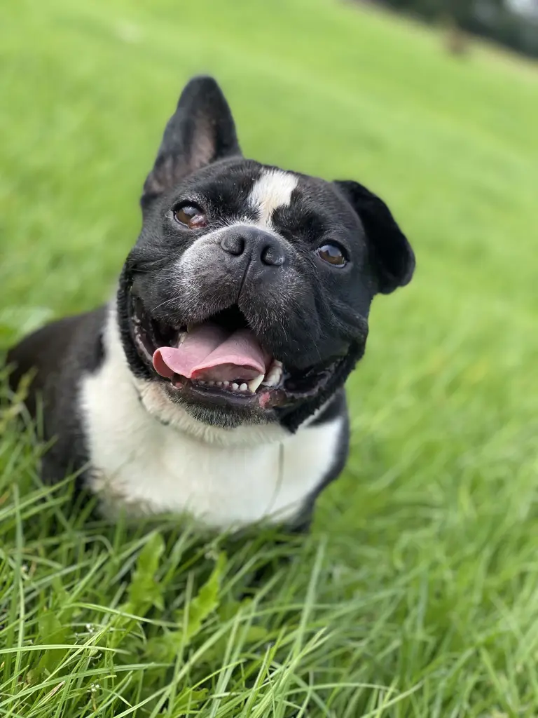 Bild von Louie