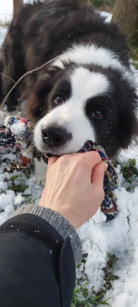 Bild von Benji