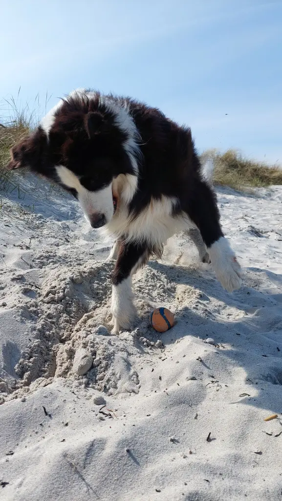 Bild von Benji