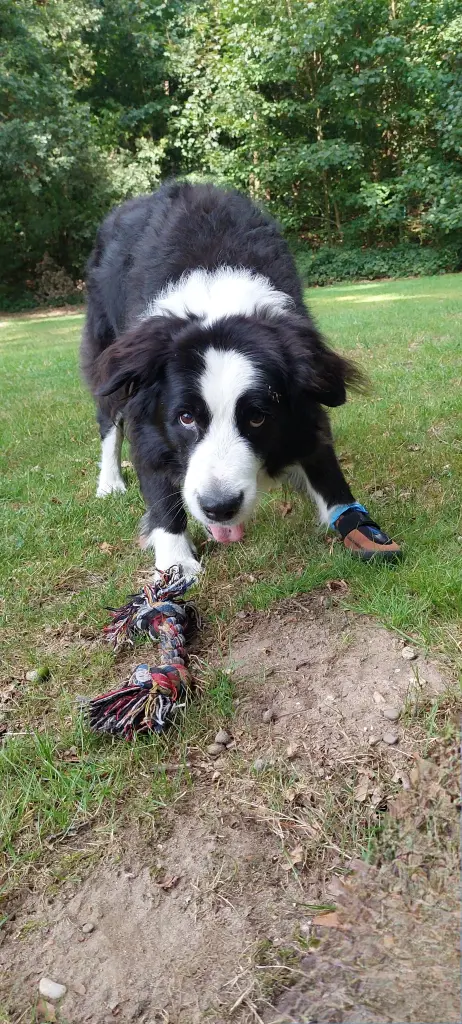 Bild von Benji