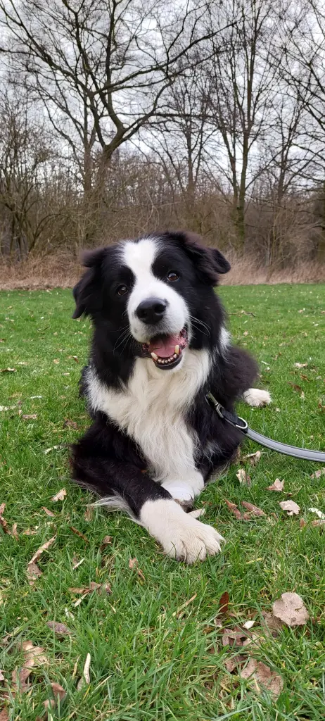 Bild von Benji