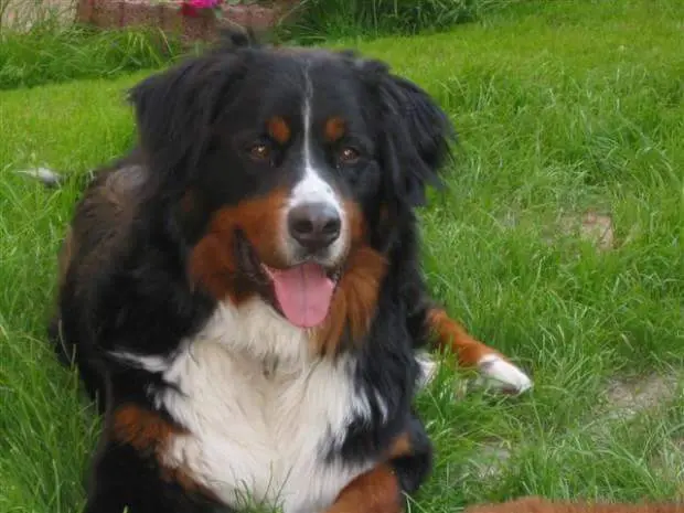 Condolence image of Elke mit Benny 