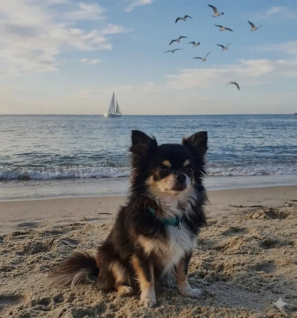 Bild von Buddy