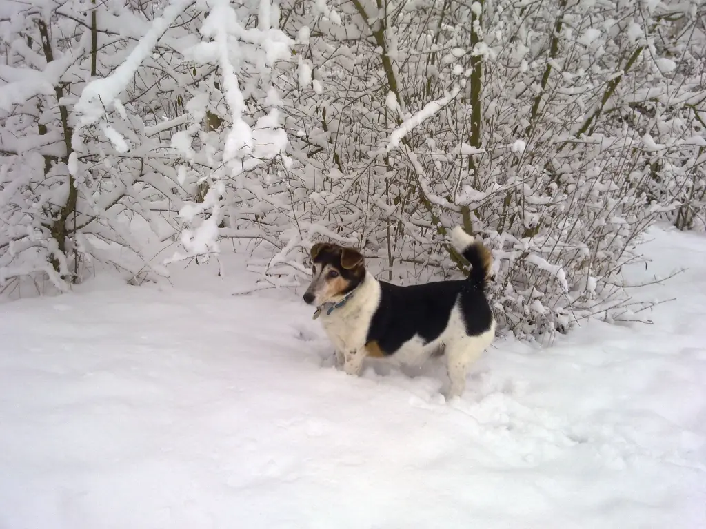 Image from Rambo