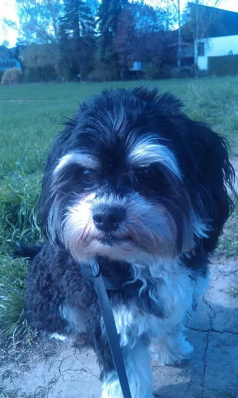 Image from Frodo