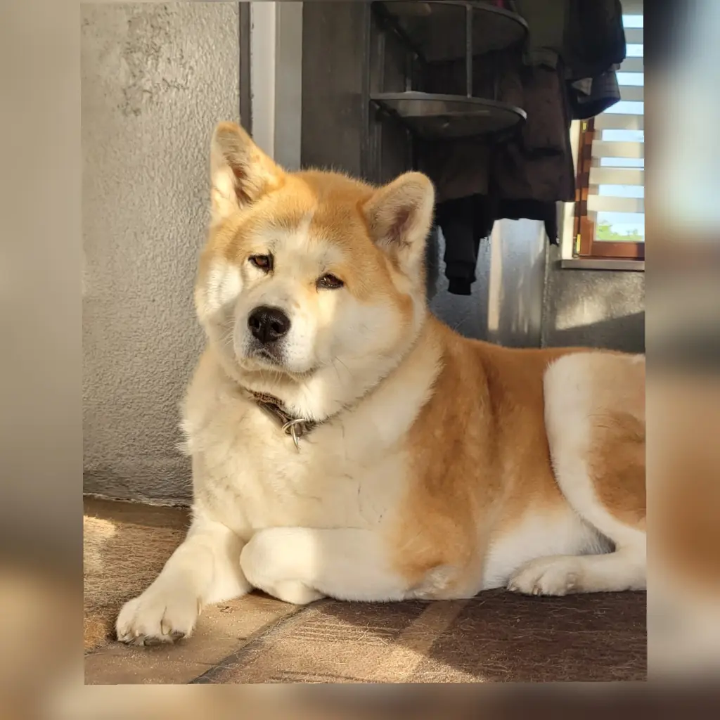 Image from Akita