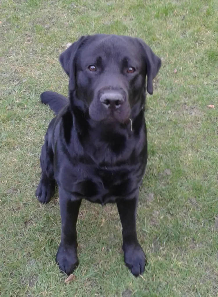 Condolence image of Frank