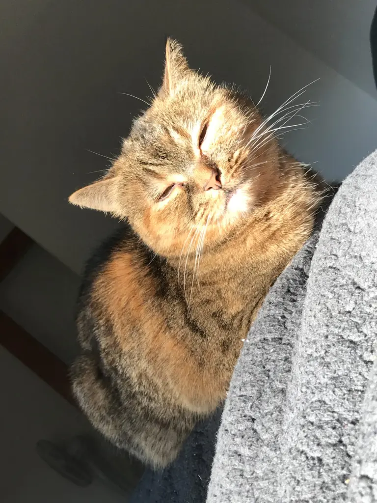 Bild von Lucy