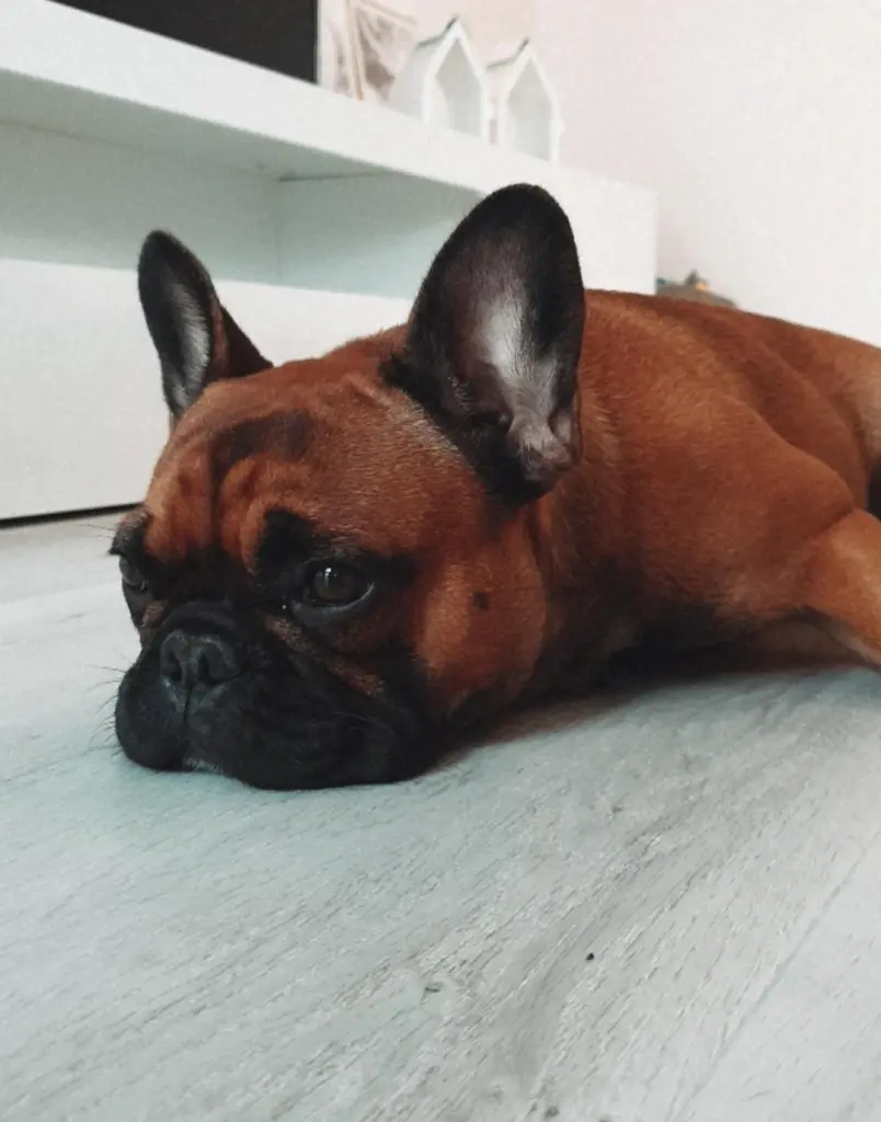 Image from Frida