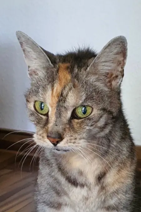 Bild von Maya