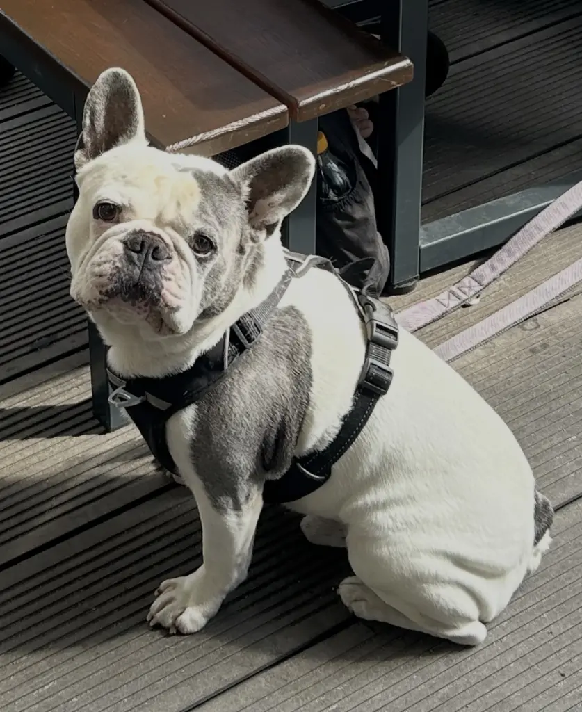Bild von Barney