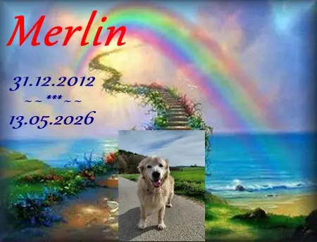 Image from Merlin