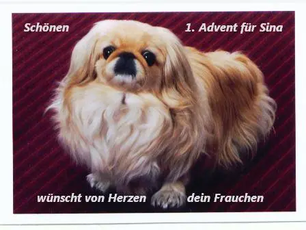 Bild von meine kleine süße Stubsnase Sina