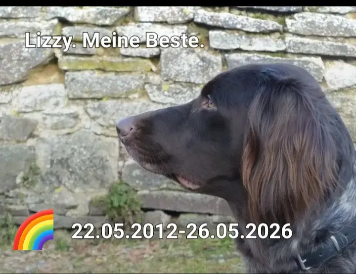 Bild von Lizzy