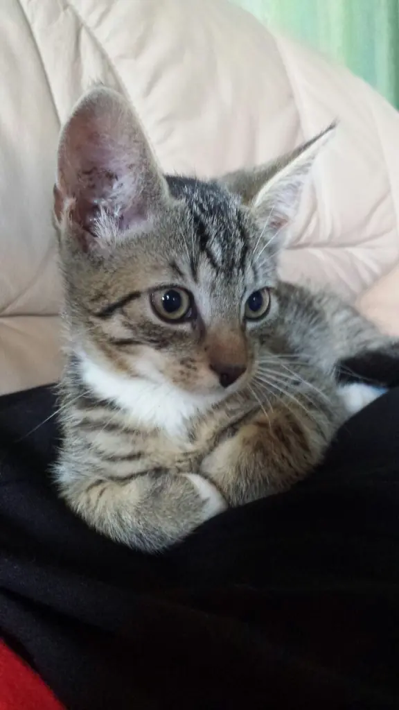 Bild von Tommy