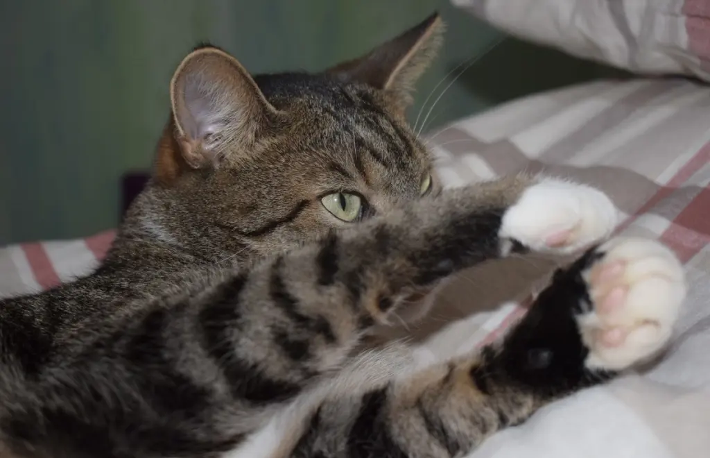 Bild von Tommy