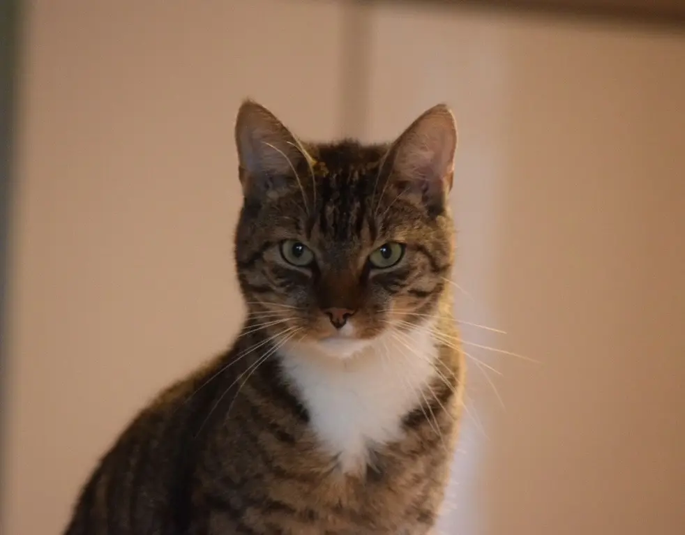 Bild von Tommy