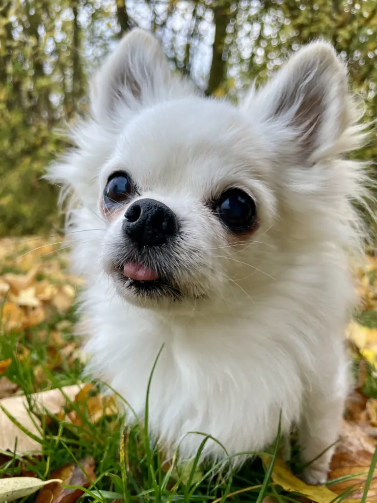 Bild von Heidi