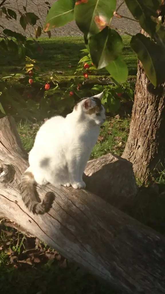 Image from Cat