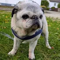 Image from Oscar