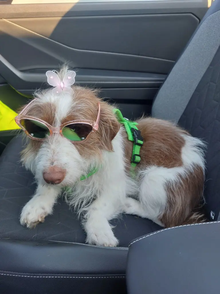 Cabrio Girl